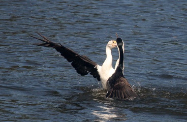 Pied cormorant feeding its chick